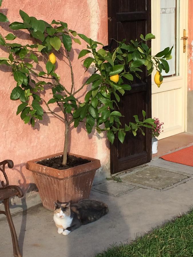 Гостевой дом Agriturismo Il Pettirosso Форли Экстерьер фото