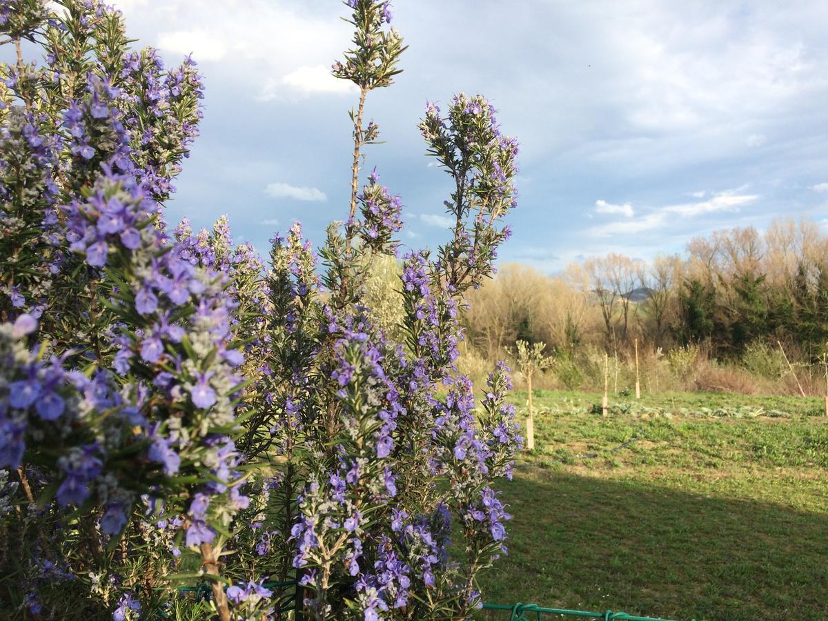 Гостевой дом Agriturismo Il Pettirosso Форли Экстерьер фото